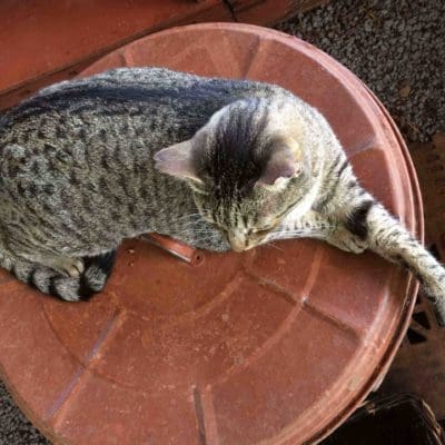 lost-on-lanai-cat-sanctuary-maui-activities-travel-tips