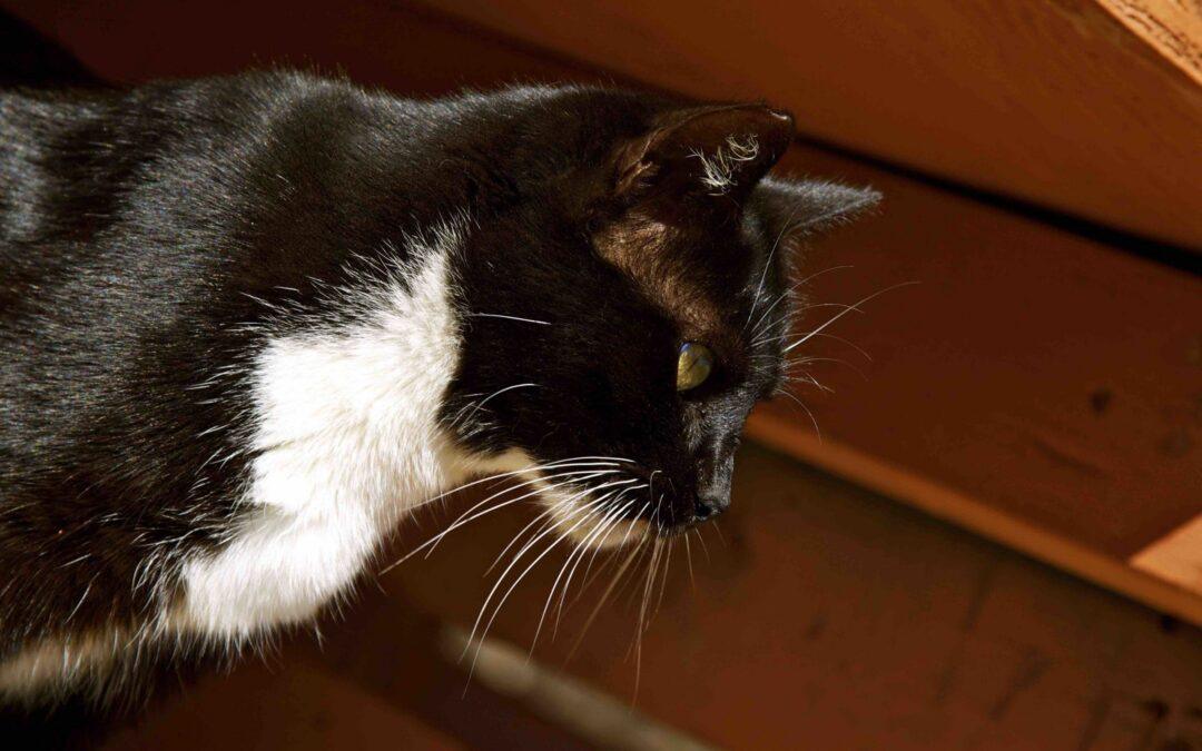 NEWS Lanai Cat Sanctuary Announces Partnership to Save 200 Cats from Lahaina Fire