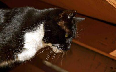 NEWS Lanai Cat Sanctuary Announces Partnership to Save 200 Cats from Lahaina Fire