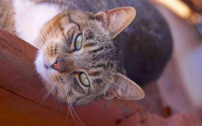 More Tips for Your Visit to the Lanai Cat Sanctuary – 1/2 Day Itineraries