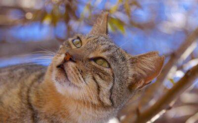 3 Purrfect Maui Activities to Pair with a Lanai Cat Sanctuary Visit