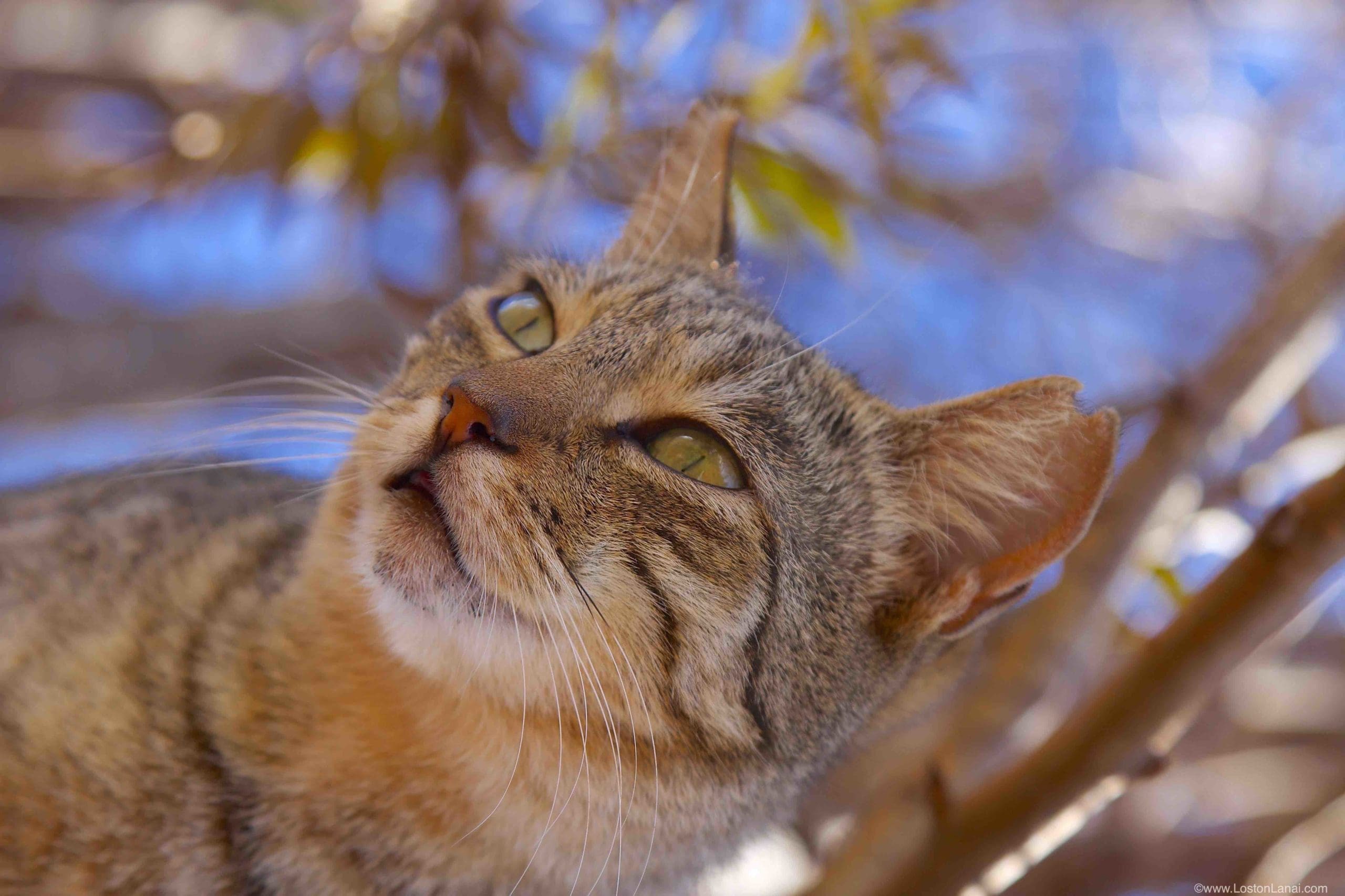 3 Purrfect Maui Activities to Pair with a Lanai Cat Sanctuary Visit