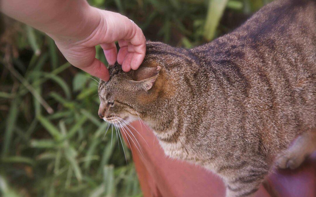 MAUI Fire: Lanai Cat Sanctuary Booking Availability (8/22/23)