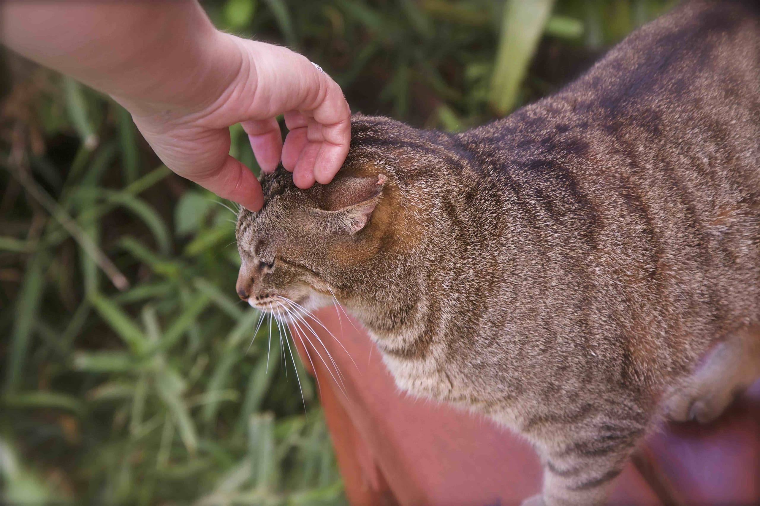 Cat SanctuarySM Lost On Lanai