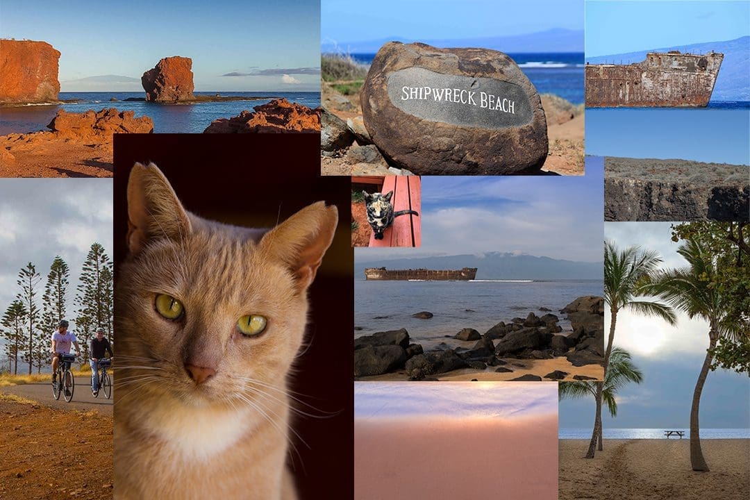 lanai cat sanctuary tour