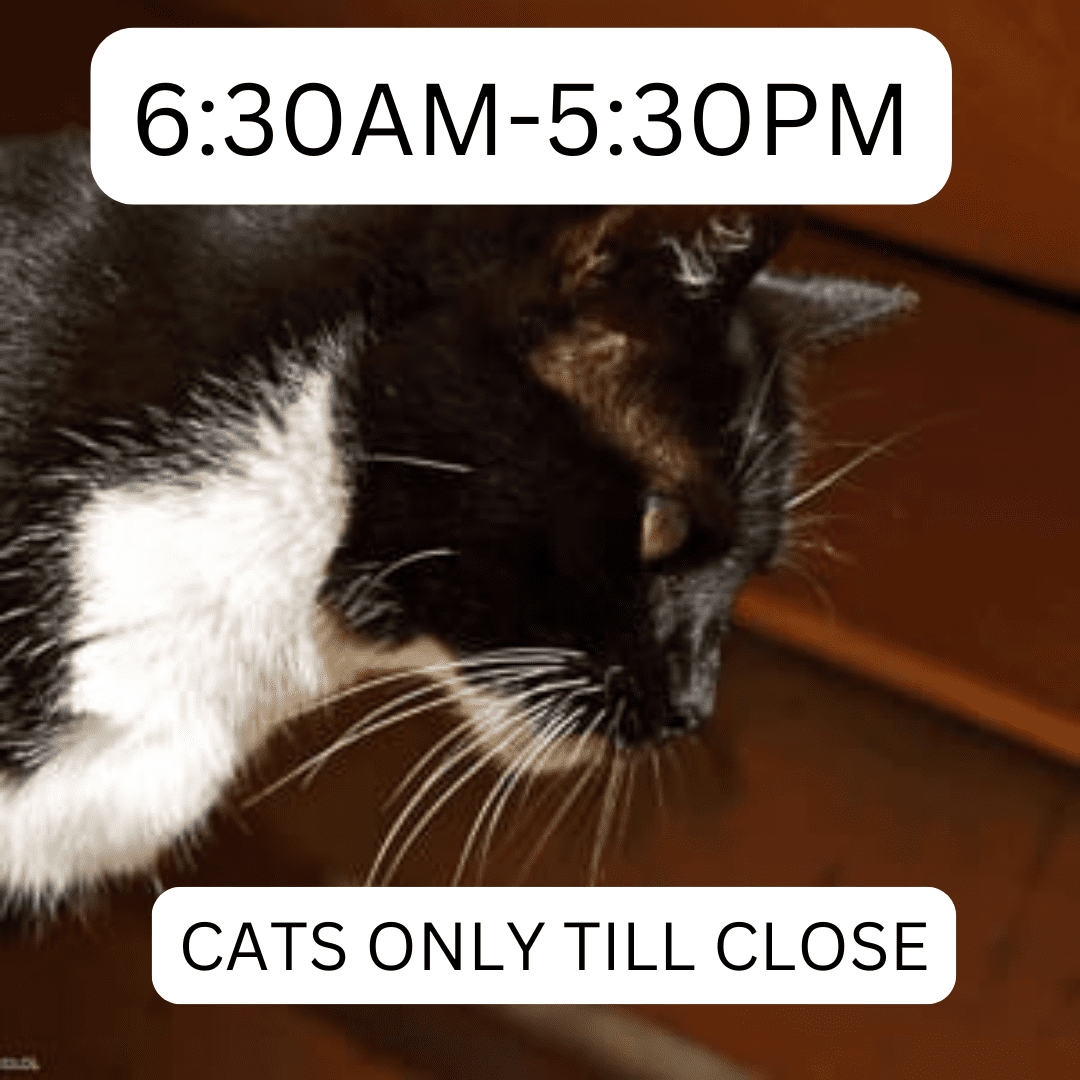 lanai_cat_sanctuary_630am_530pm_cast_till_close_lost_on_lanai_maui_hawaii_ferry