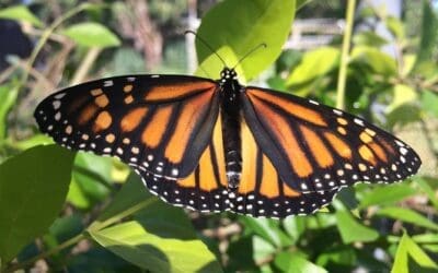 Maui Butterfly Farm Tour: Butterflies up Close
