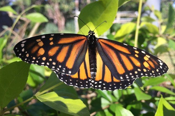 Maui Butterfly Farm Tour: Butterflies up Close