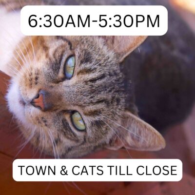 lanai_cat_sanctuary_630am-530pm_town_cats_close_lost_on_lanai_maui_hawaii_ferry