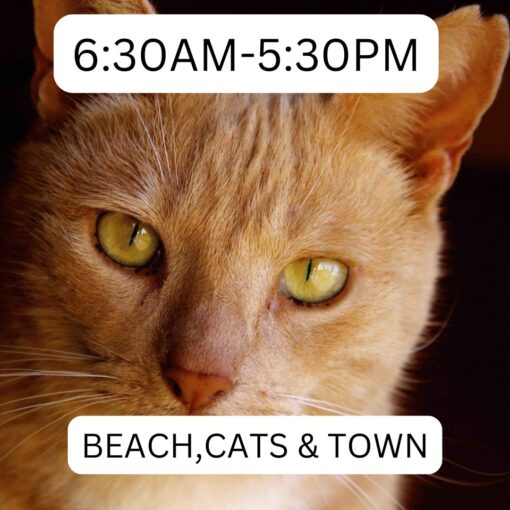 lanai_cat_sanctuary_beach_cats_town_630_530_lost_on_lanai_maui_hawaii_ferry