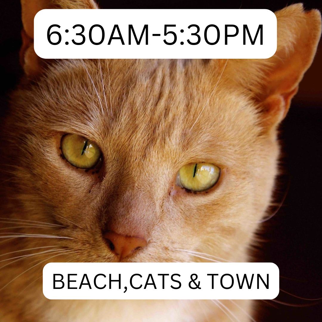 Lanai Cat Sanctuary Ferry, Harbor/Beach, Cats Town 6:30AM-5