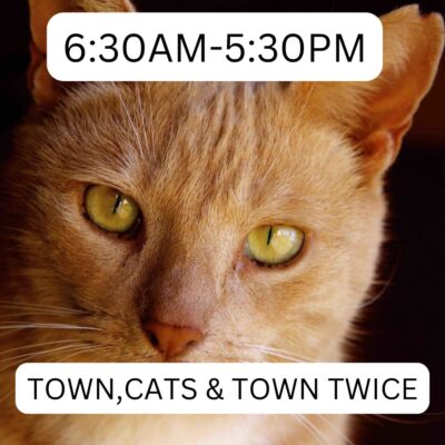 lanai_cat_sanctuary_town_cats_town_630am_530pm_lost_on_lanai_maui_hawaii_ferry