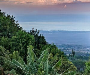 A Peaceful Maui Activity: Discover the Maui Tea Farm in Upcountry Kula