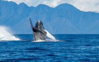 Why is Whale Watching so Good off Maui?