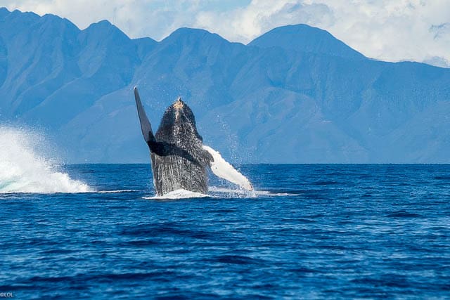 Why is Whale Watching so Good off Maui?