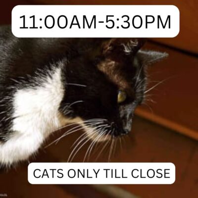 lanai_cat_sanctuary_11_530_cats_close_lost_on_lanai_Maui_hawaii_ferry