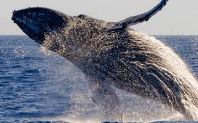 Charles Lindbergh and the Humpback Whale