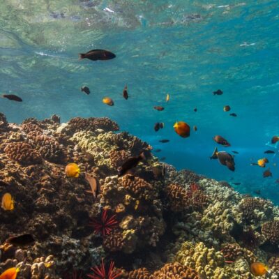 Whale_afternoon_snorkel_lost_on_lanai_maui_maalaea_Marinelife_Fish