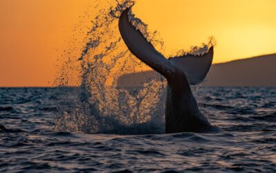 Second Great Whale Count of the 2025 Season Reports 1,947 Whales Counted