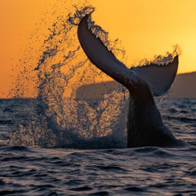 credit_pac_whale_sunset_dinner_whale_watch_lost_on_lanai_maui_maalaea