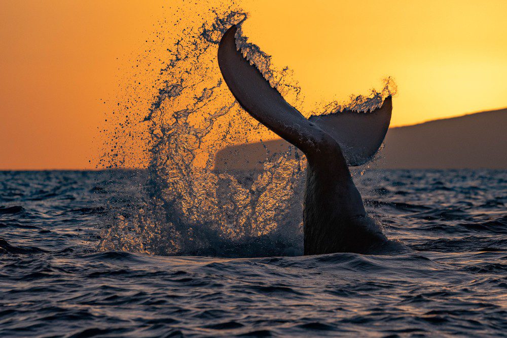 Second Great Whale Count of the 2025 Season Reports 1,947 Whales Counted