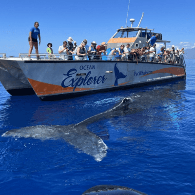 credit_pacwhale_Small-Group-Whalewatch_maui_maalaea_lost_on_lanai