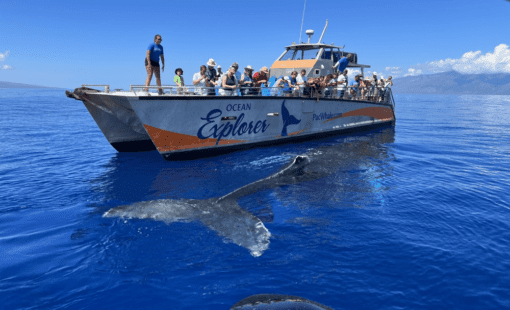 credit_pacwhale_Small-Group-Whalewatch_maui_maalaea_lost_on_lanai