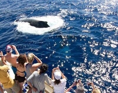 credit_pacwhale_whale_watch_maui_maalaea_lost_on_lanai