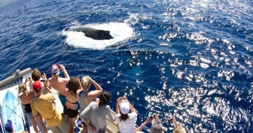 credit_pacwhale_whale_watch_maui_maalaea_lost_on_lanai