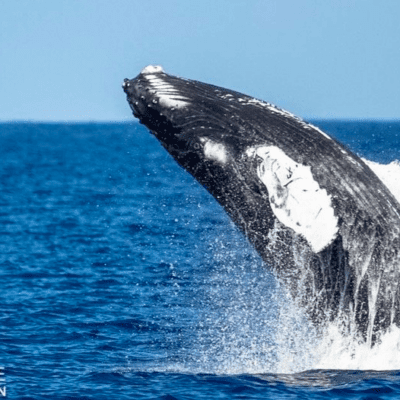 credit_pacwhale_whale_watch_maalaea_maui_lost_on_lanai