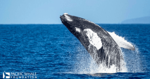 credit_pacwhale_whale_watch_maalaea_maui_lost_on_lanai