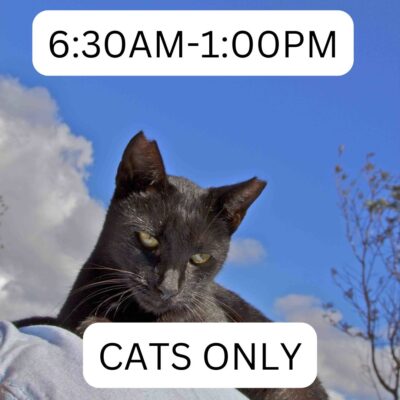 lana_cat_sanctuary_lost_on_lanai_630am_1pm_cats_only_maui_hawaii_ferry