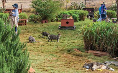 Lanai Cat Sanctuary: A Haven for Cats and Visitors