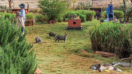 Lanai Cat Sanctuary: A Haven for Cats and Visitors