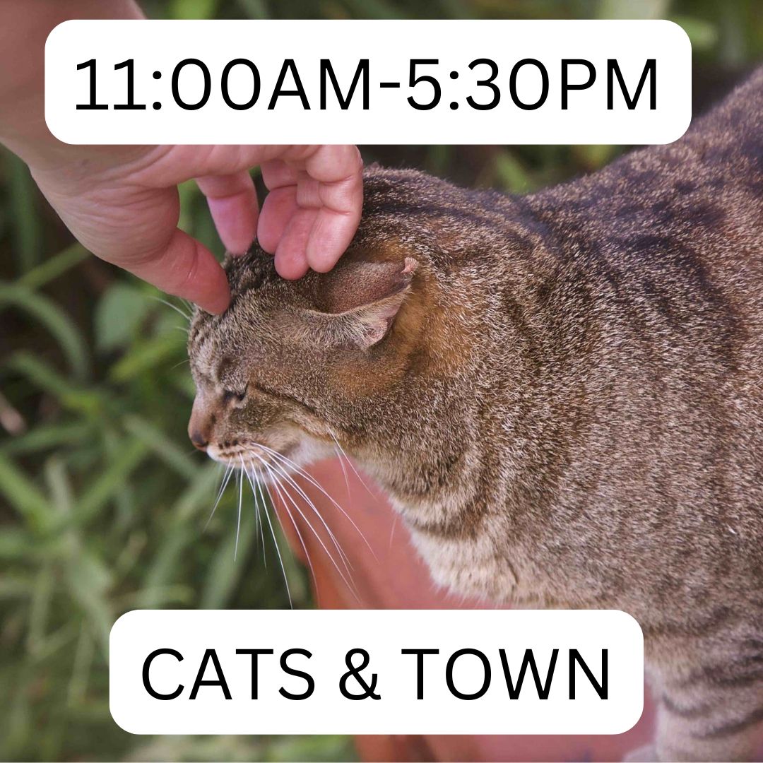 lanai_cat_sanctuary_11am-530pm_cats_town_lost_on_lanai_maui_hawaii_ferry