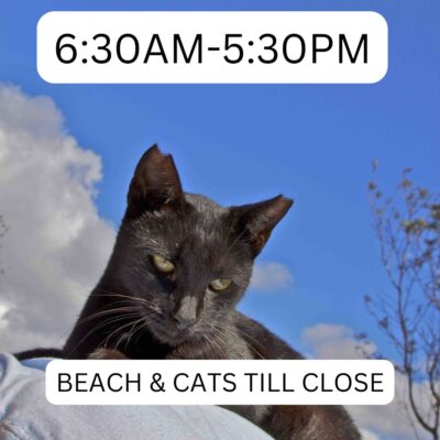 lanai_cat_sanctuary_630_530_lost_on_lanai_maui_hawaii_ferry