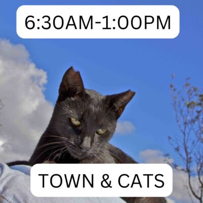 lanai_cat_sanctuary_630am-100pm_town_cats_lost_on_lanai_maui_hawaii_ferry