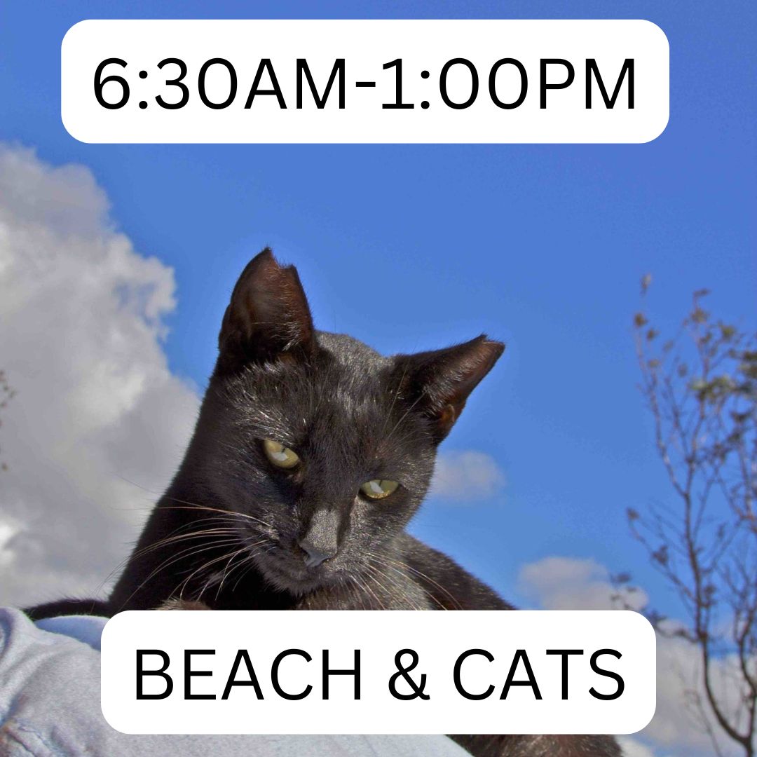 lanai_cat_sanctuary_630am_100pm_beach_cats_lost_on_lanai_maui_hawaii_ferry