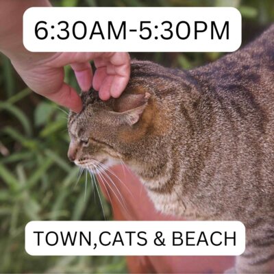 lanai_cat_sanctuary_630am_530pm_town_cats_beach_lost_on_lanai_maui_hawaii