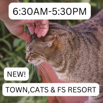 lanai_cat_sanctuary_town_cats_fs_630am_530pm_lost_on_lanai_maui_hawaii