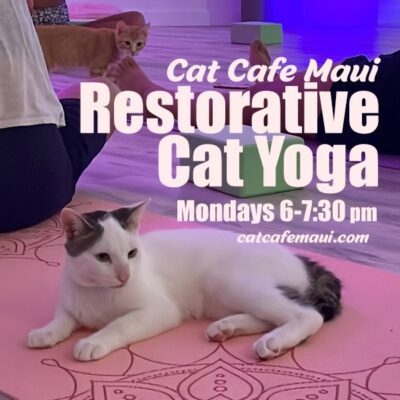 Maui Cat Cafe Restorative Yoga Lost on Lanai Hawaii