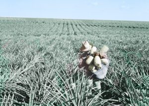 Pic_pineapple_filed_Lanai_Lost_on_Lanai