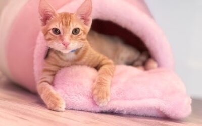 Cat Cafe Maui: A Unique and Heartwarming Maui Activity