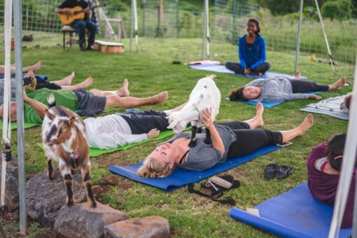 Picture Maui Goat Yoga Product Maui Activity Lost on Lanai
