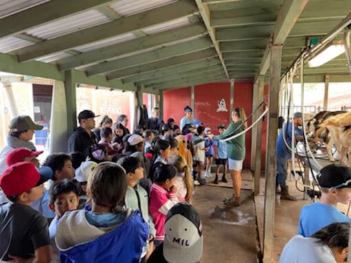 Pic Tour milking goats at Surfing Goat Dairy Maui Activity Lost on Lanai