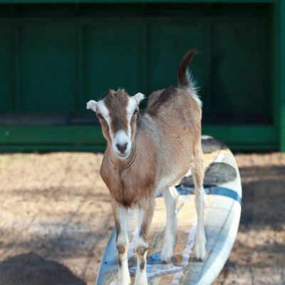 picture gait at surfing goat dairy maui activity lost on lanai