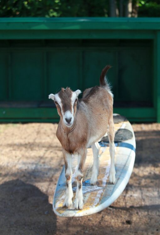 picture gait at surfing goat dairy maui activity lost on lanai