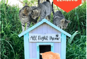 9 Ways to Support the Lanai Cat Sanctuary