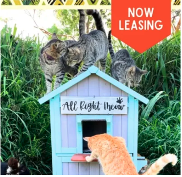 Suppport the Lanai Cat Sanctuary Pic Cats at Lanai Cat Sanctuary How to support post by Lost on Lanai