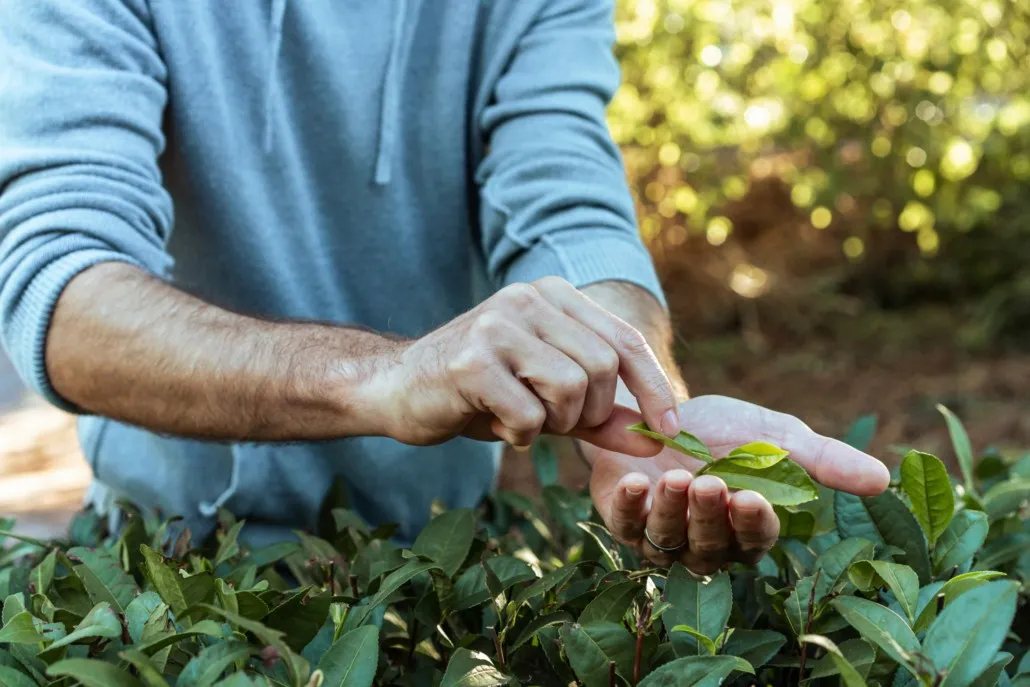 holding-tea-leaf-in-hand-1030x687.jpg Maui Activity Tea Farm Kula Lost on Lanai